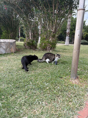 street cat embankment park. High quality photo