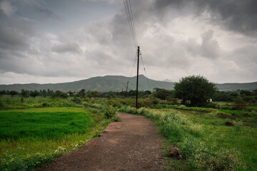 Indian Maharashtra Konkan Village herder with his cattle