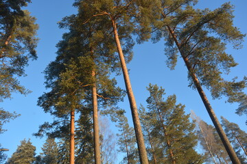 Beautiful bright winter nature, blue bright sky with long trees, long green spruces, pines, fir trees. Beautiful and unusual conifers illuminated by a sunny color against a blue sky.
