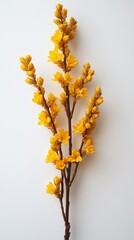 Obraz premium Bright yellow flower branch against a white background.