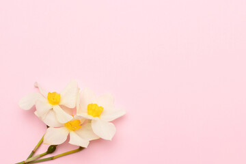 Bouquet of white narcissus flowers on a pink background. Place for text.