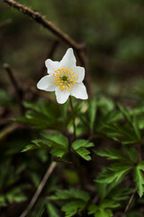 Delicate White Wildflower Blooming Amidst Lush Greenery
