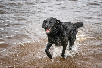 Black Labrador Retriever at Virginia Water in the lake