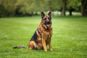 German Shepherd Dog on Windsor Long Walk