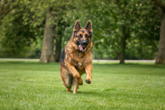 German Shepherd Dog on Windsor Long Walk on a fast run