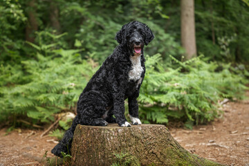 Portuguese Water Dog at Virginia Water Lake posing on a tree stump