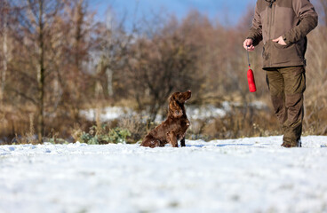 Brown Spaniel running with trainer in snowy winter landscape