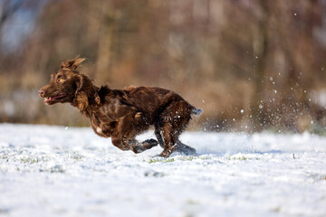 Joyful Brown Spaniel Running Through Snowy Field