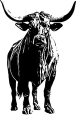 black and white bull