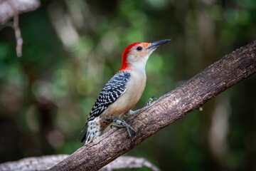 Red-bellied Woodpecker