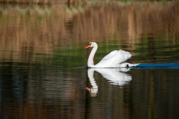 Piękny łabędź niemy pływający po leśnym stawie © piotr