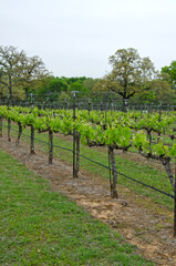 Grapevines at a Vineyard