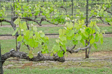 Grapevines at a Vineyard
