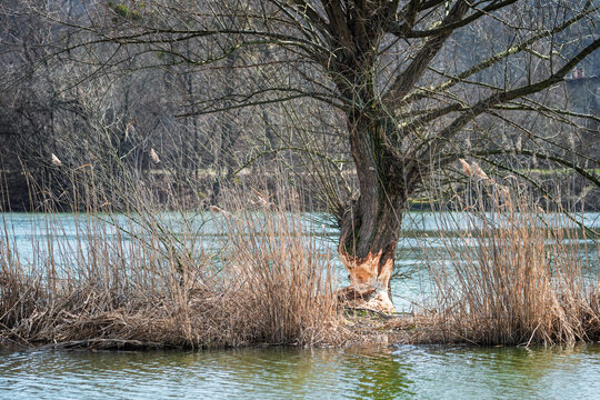 Podgryzione przez bobry drzewo rosnące nad brzegiem rzeki