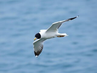 Fototapeta premium seagull in the sky