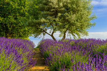 fioletowe pola na plantacji pełnej pachnącej lawendy  © piotr