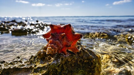 Big Shell on the seashore in the sunlight 