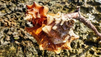 Shell on the seashore in the sunlight 