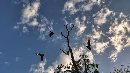 Large group of birds and tree in the sky