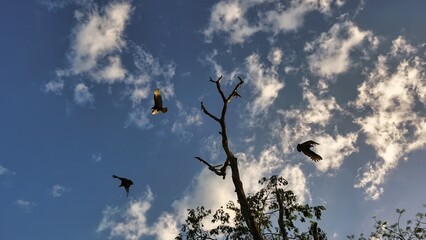 Large group of birds and tree in the sky