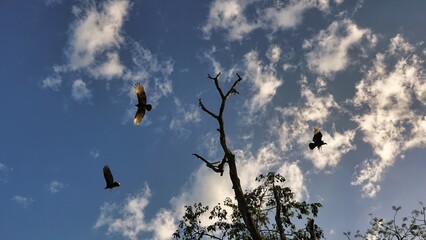 Large group of birds and tree in the sky