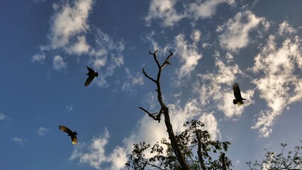 Large group of birds and tree in the sky