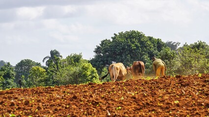 farm work , farmer plowing the field with cows in a wagon ,agricultural, agriculture, animal, caribbean, cuba, farm, farmer, farming, field, landscape, outdoors, plow, rural, work, cows, 