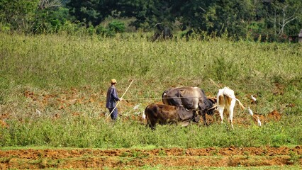 farm work , farmer plowing the field with cows in a wagon 