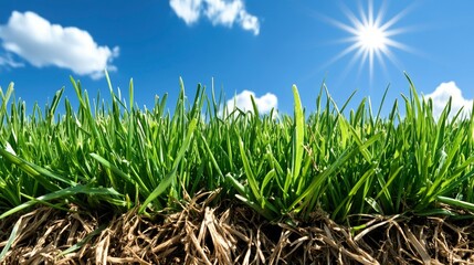 Fototapeta premium Lush Green Grass Under a Sunny Sky - Spring Meadow Close-Up