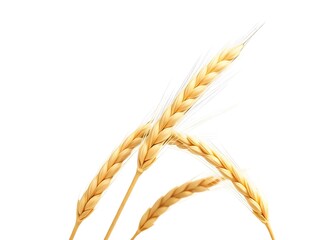 wheat isolated on white