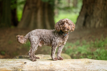 Brown cockapoo in the Windsor forest standing on a fallen tree log