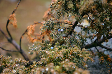 the branches of a coniferous tree are covered with drops of water after rain