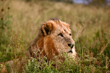 lion in the grass
