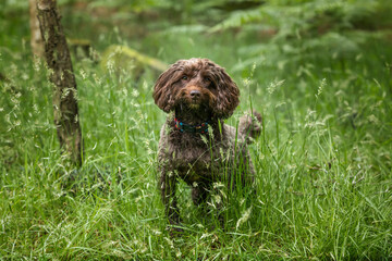Brown cockapoo in the Windsor forest
