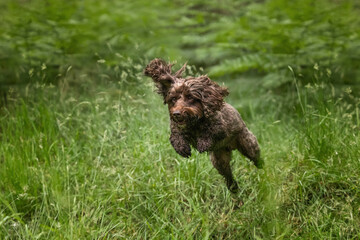 Brown cockapoo in the Windsor forest flying on a fast run