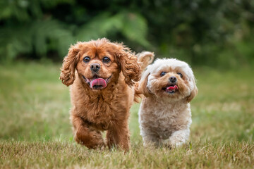 Fototapeta premium King Charles Cavalier on Ascot Racecourse