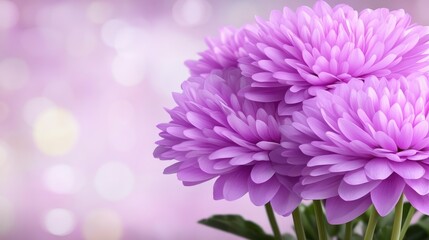 Delicate Lilac Chrysanthemums on Soft Purple Background