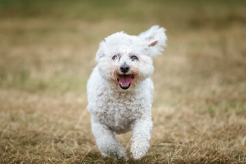 Bichon Frise at Ascot Racecourse in Berkshire