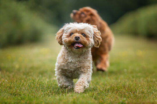 Cavachon on Ascot Racecourse in Berkshire