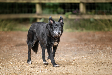 Senior Collie Cross Rescue dog in the summer