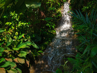 walk in Perdana Botanical Garden, Lush greenery and exotic plants in the Kuala Lumpur Botanical Garden, offering serene escape into nature with vibrant flowers, towering trees, and tranquil paths.