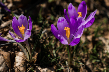 Fototapeta premium Vibrant Crocus Flowers Blooming in Springtime Sunlight