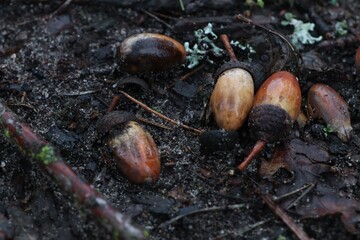 Fallen acorns on the ground surrounded by wet leaves.