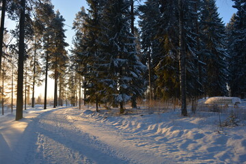 Beautiful winter nature, illuminated by light rays of light. Tall green pines, spruces, trees covered with white snow, large snowdrifts with white beaten paths, snow-covered road in Varkaus, Finland.
