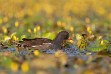Teichralle schwimmt in einem Teich mit blühenden Wasserpflanzen - aufgenommen aus dem floating hide