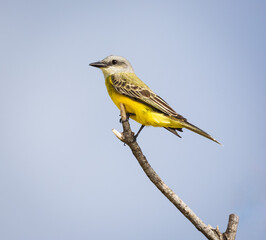 A Tropical Kingbird perches on a branch at the Stick Marsh in Fellsmere, Florida.