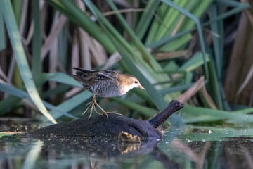 kleines Sumpfhuhn auf Futtersuche in einem Teich mit Wasserpflanzen und Schilf - aufgenommen aus dem floating hide