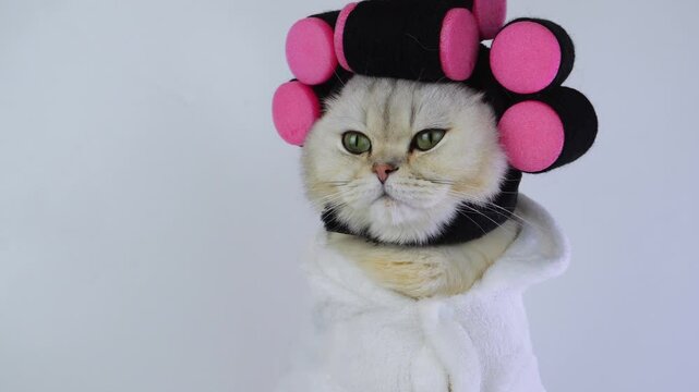 Cat in curlers expresses feline fashion and humor with playful poses