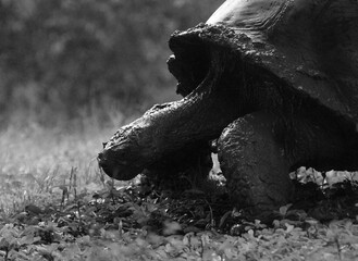 Galapagos Giant Tortoise 