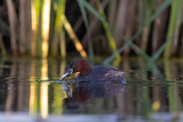 Zwergtaucher mit Fisch im Schnabel - aufgenommen aus dem floating hide